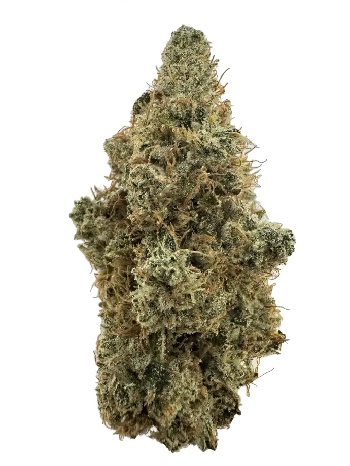 DIRTY TAXI 7G
